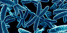 X-Chromosomen