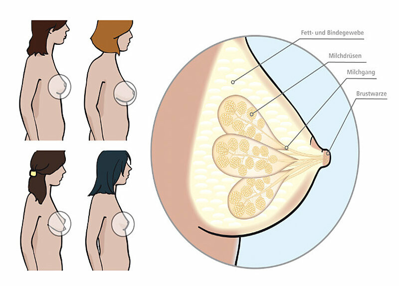 Die weiblichen Brüste.