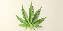 Cannabisblatt