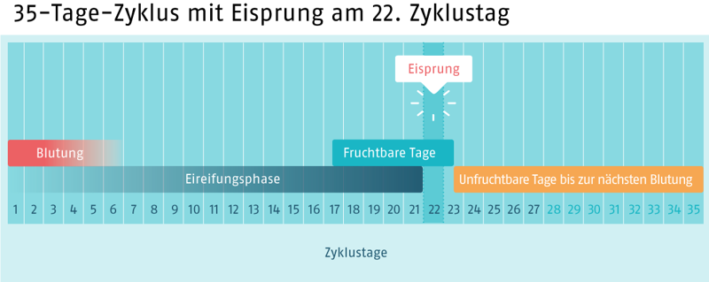 Die fruchtbaren Tage erkennen - familienplanung.de