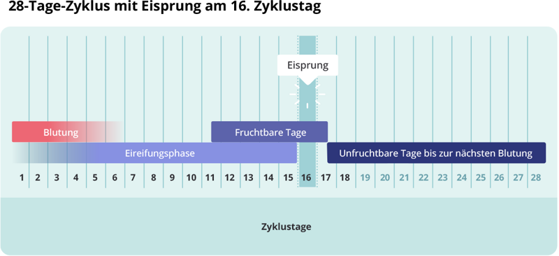 Natrliche Verhtung: Der Eisprung und die fruchtbaren Tage -  familienplanung.de