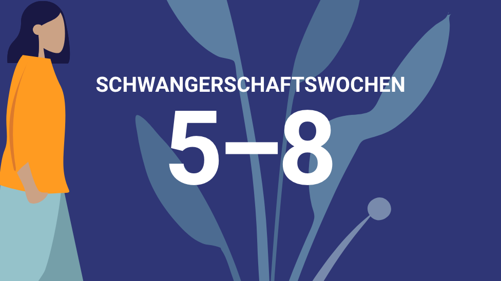 5. bis 8. Schwangerschaftswoche - familienplanung.de
