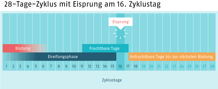 Infografik, die einen 28-Tage-Zyklus zeigt