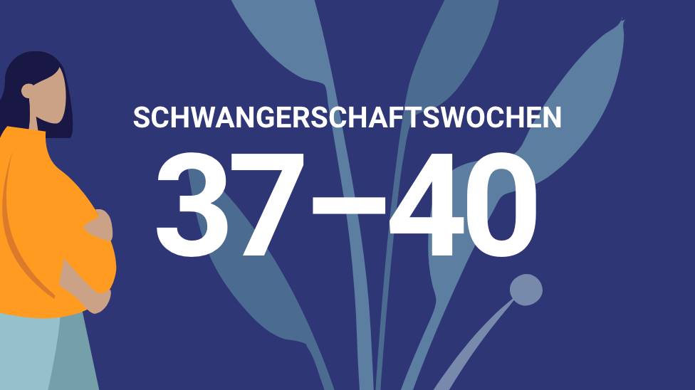 37. bis 40. Schwangerschaftswoche - familienplanung.de