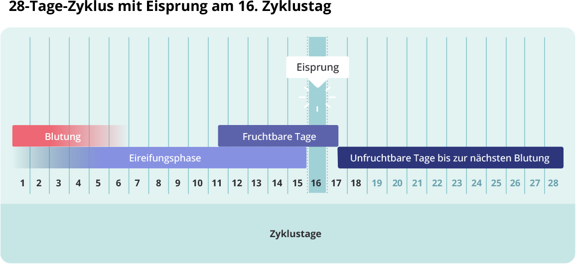 Balkendiagramm „28-Tage-Zyklus mit Eisprung am 16. Zyklustag": Die Zyklustage 1–28 sind auf der horizontalen Achse dargestellt. Die Blutung umfasst die Tage 1–5, die Eireifungsphase die Tage 1–16. Die fruchtbaren Tage liegen bei Tag 11–17, der Eisprung findet am 16. Zyklustag statt. Die unfruchtbaren Tage bis zur nächsten Blutung erstrecken sich von Tag 17 bis Tag 28.