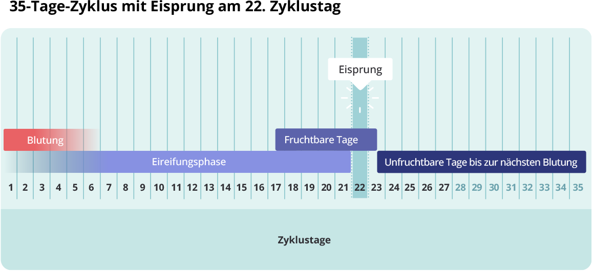 Balkendiagramm „35-Tage-Zyklus mit Eisprung am 22. Zyklustag": Die Zyklustage 1–35 sind auf der horizontalen Achse dargestellt. Die Blutung umfasst die Tage 1–5, die Eireifungsphase die Tage 1–22. Die fruchtbaren Tage liegen bei Tag 17–23, der Eisprung findet am 22. Zyklustag statt. Die unfruchtbaren Tage bis zur nächsten Blutung erstrecken sich von Tag 23 bis Tag 35.