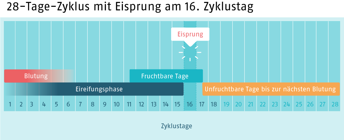 Frau tage hat wann fruchtbare Die Dauer