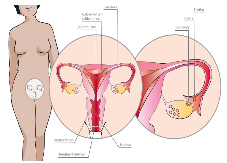 weibliche vagina bilder nach der geburt