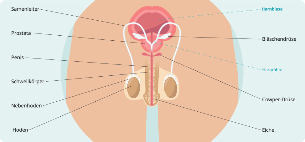 Schematische Darstellung der männlichen Geschlechtsorgane in einer anatomischen Illustration. Beschriftet sind: Harnblase (oben), Samenleiter, Prostata, Penis, Schwellkörper, Nebenhoden, Hoden, Eichel, Cowper-Drüse, Harnröhre und Bläschendrüse. Die Organe sind farblich voneinander abgesetzt, die Harnwege und Samenleiter verlaufen zentral durch die Darstellung.