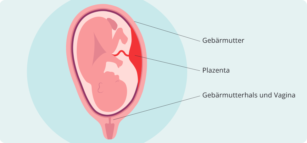 Normale Plazenta als Grafik
